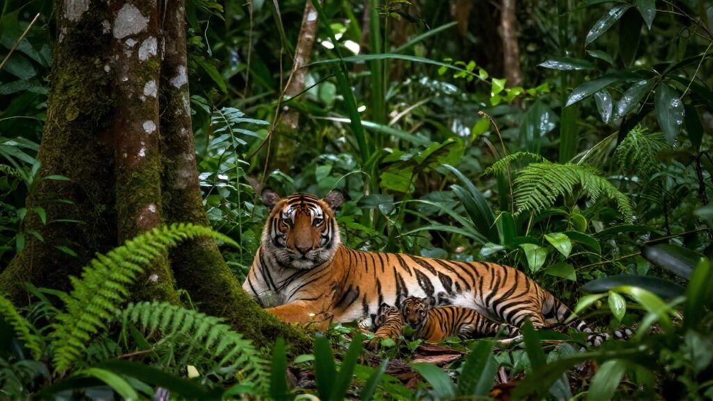 Una madre tigre descansa protectoramente con sus crías en el denso sotobosque de una selva tropical.