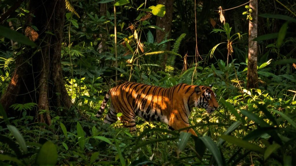 Un majestuoso tigre de Bengala se mueve sigilosamente a través de la densa vegetación de una selva tropical.