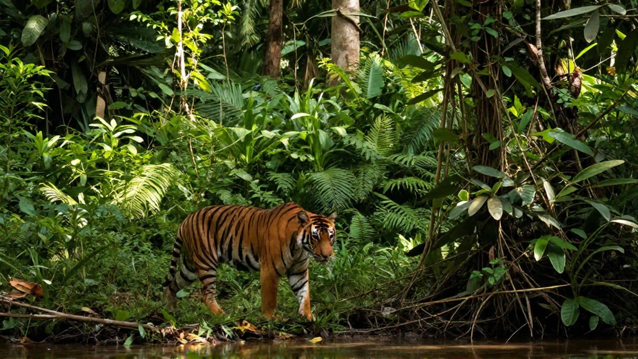 Un majestuoso tigre de Bengala alerta caminando por una densa selva tropical.