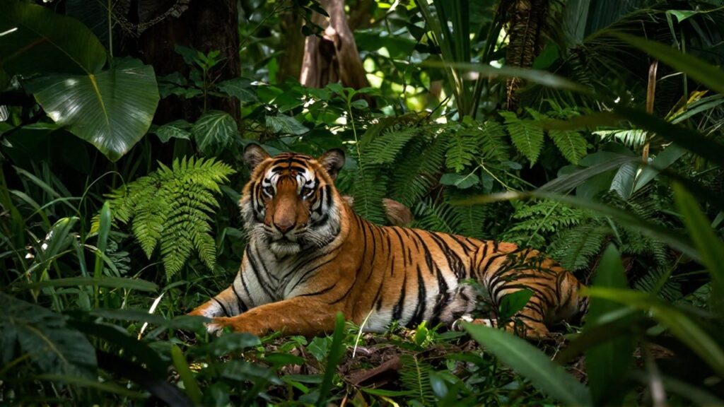 Tigre salvaje Bengalí descansando parcialmente oculto en la densa vegetación de la selva tropical.