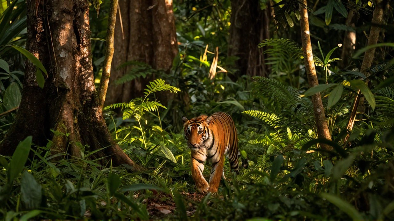 Tigre salvaje caminando por una densa selva tropical con luz filtrándose.