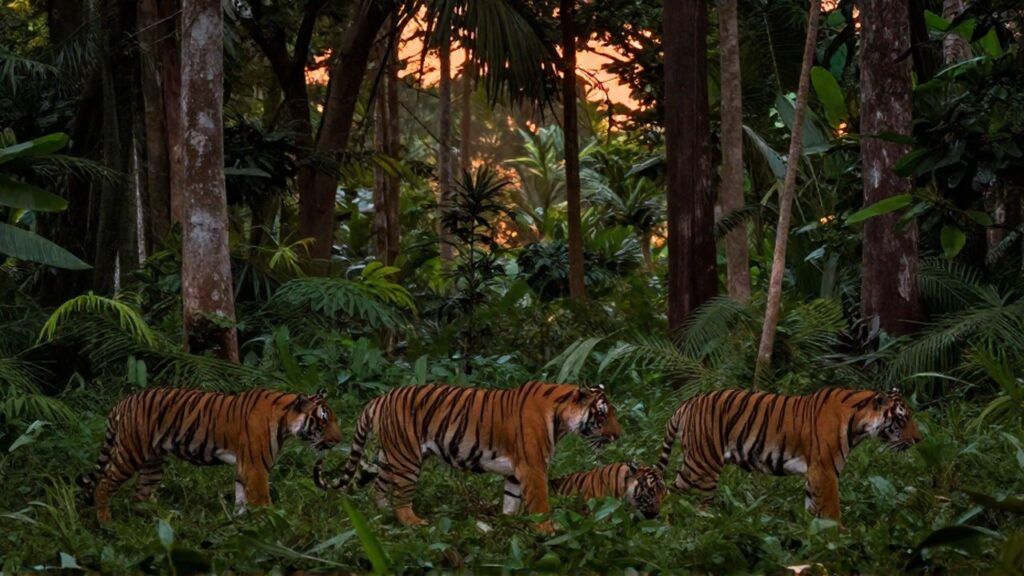 Bengalas de Bengala moviéndose de forma cohesionada como una unidad familiar en la selva.