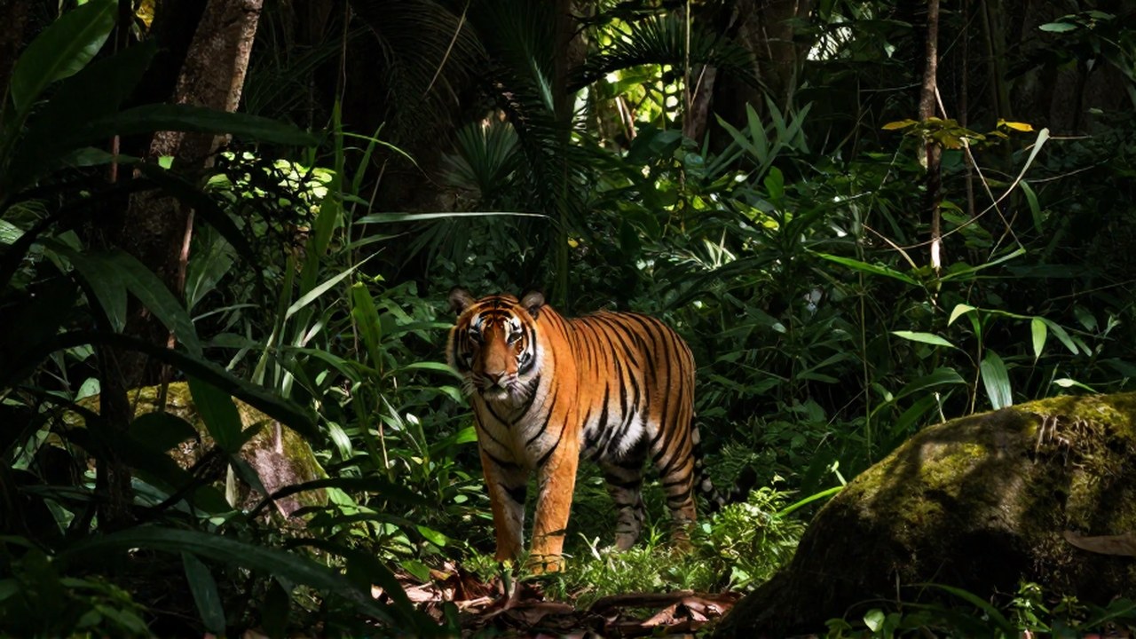 Un tigre de Bengala imponente posado en un claro de selva densa.