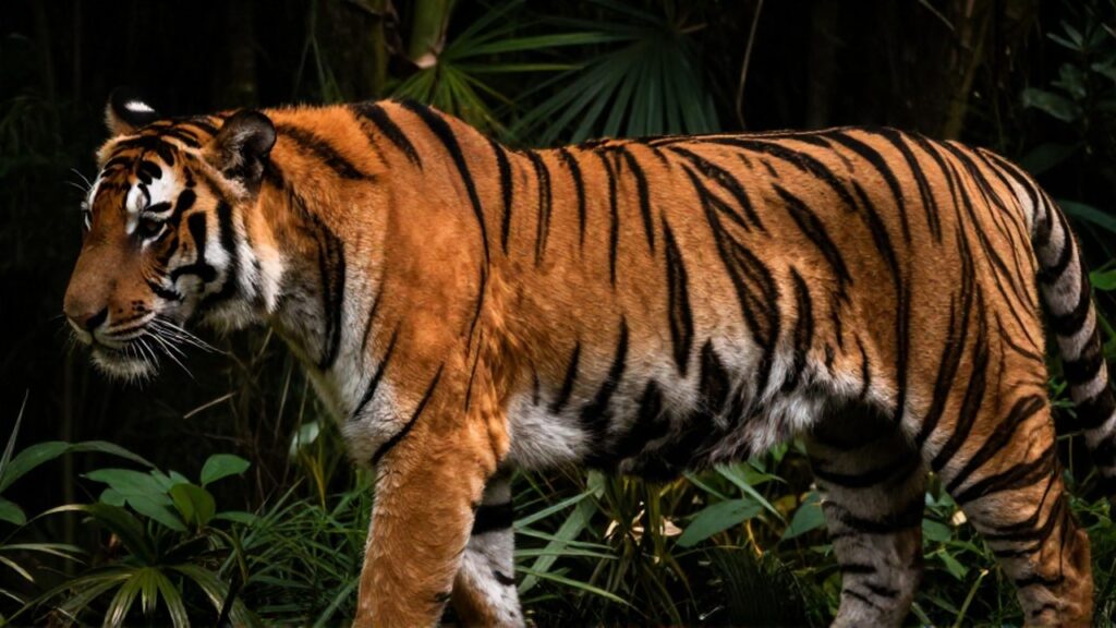 Tigre de Bengala en primer plano de perfil dentro de un entorno de selva densa.
